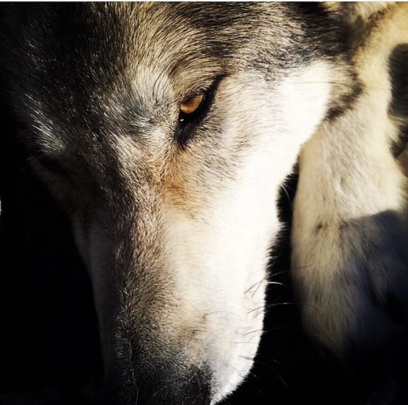Close-up of Wolf's Face — Black