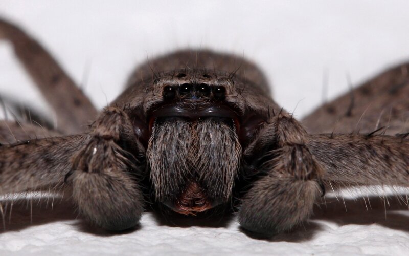 Close-up of Wolf Spider