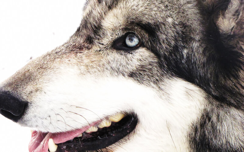 close-up of wolf with blue eyes
