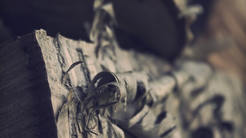 Close-up of Wood Bark