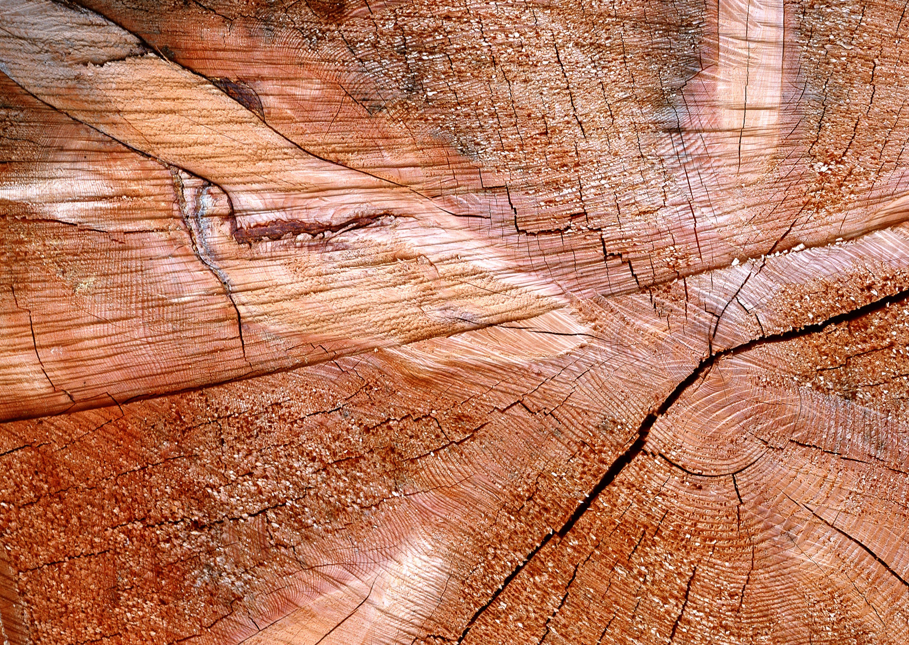 close-up of wood texture