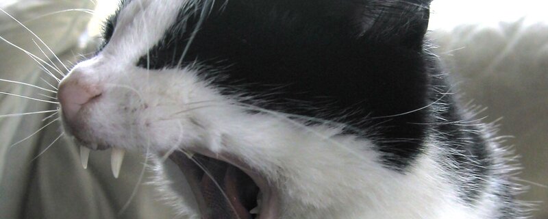 close-up of yawning cat