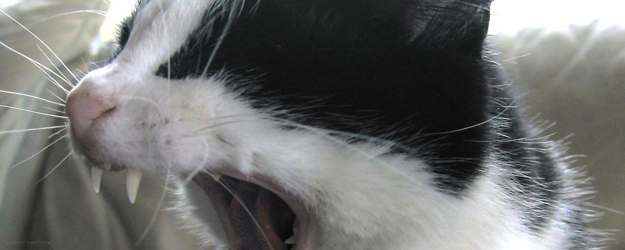 close-up of yawning cat