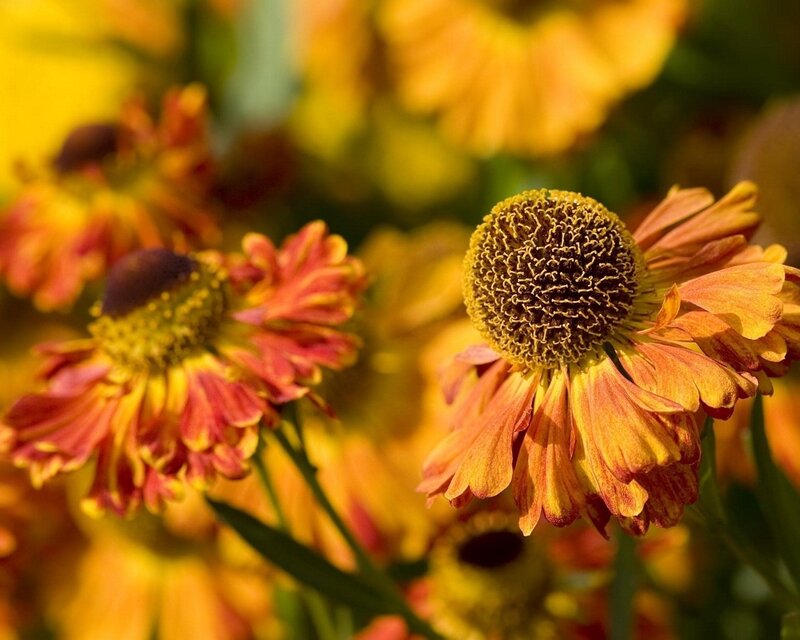 Close-up of yellow and red flowers