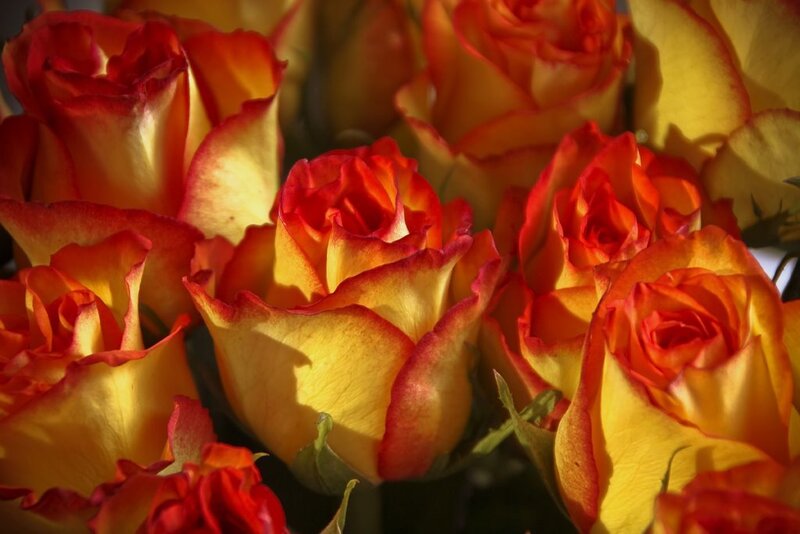 Close-up of yellow and red roses