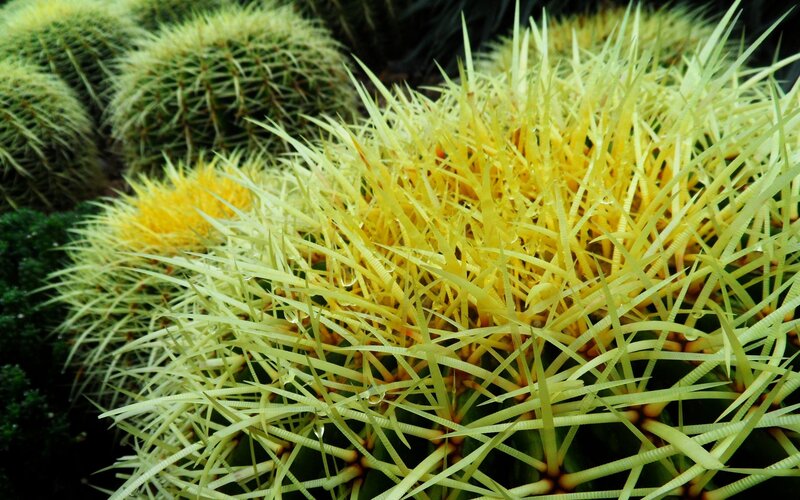 Close-up of yellow cactus spines