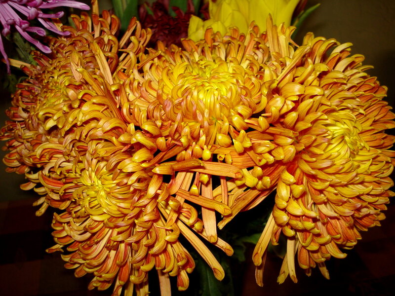 Close-up of yellow chrysanthemums