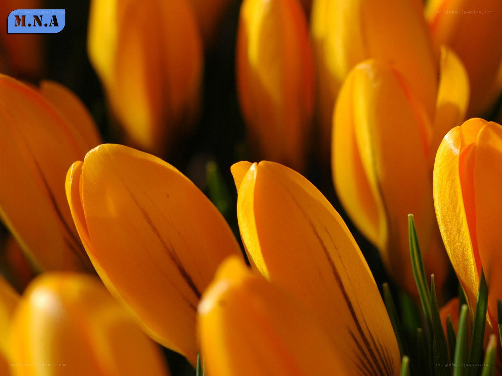 Close-up of yellow crocuses