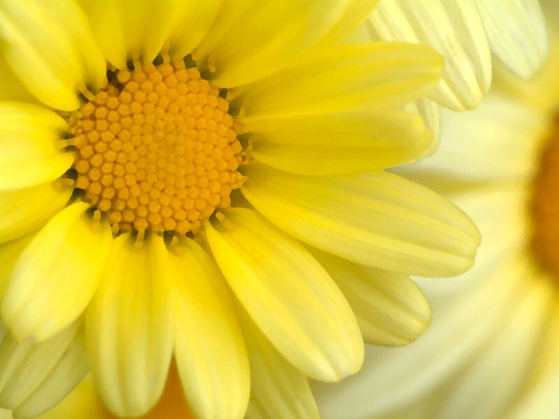 Close-up of yellow daisy flower