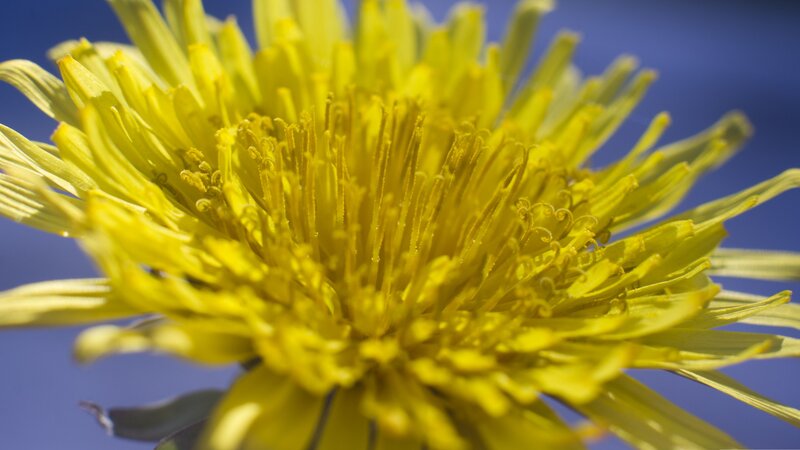Close-up of Yellow Dandelion — Calm