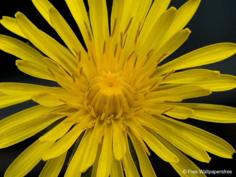 Close-up of Yellow Dandelion