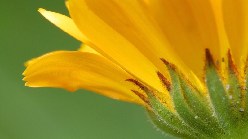 close-up of yellow flower
