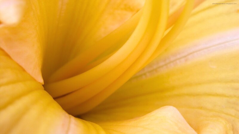 close-up of yellow flower