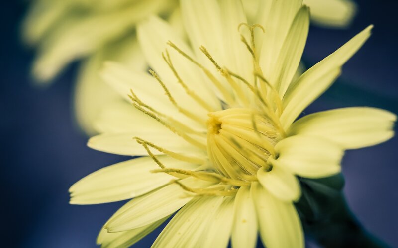 close-up of yellow flower