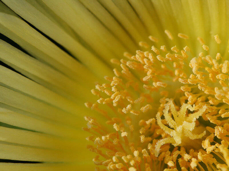 close-up of yellow flower