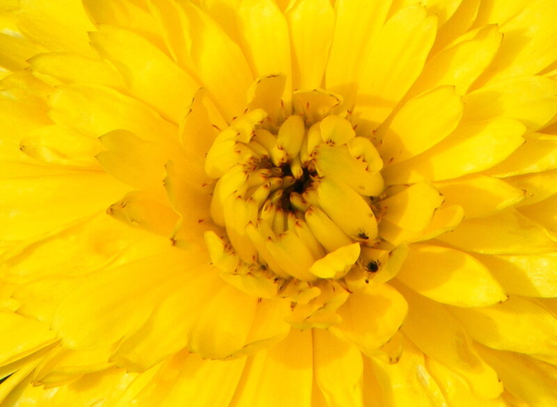 close-up of yellow flower