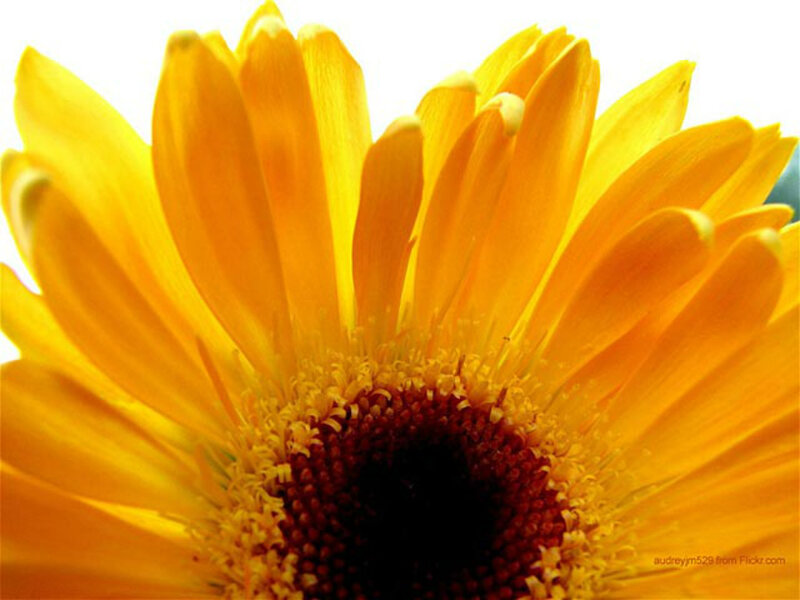 Close-up of Yellow Flower — Bright
