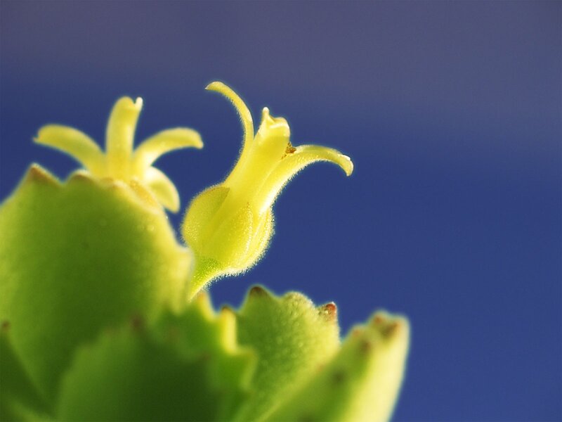 Close-up of yellow flower buds