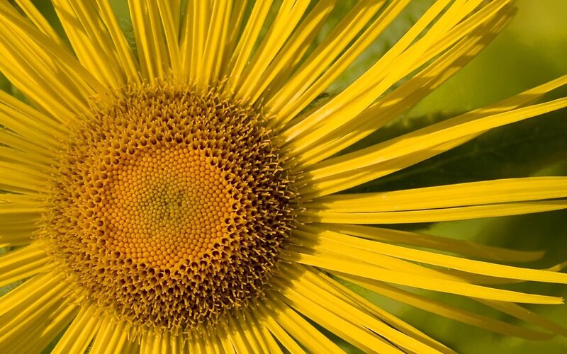 Close-up of Yellow Flower — Calm