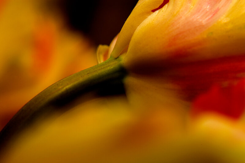 Close-up of Yellow Flower — Dramatic, Photograph, Petal