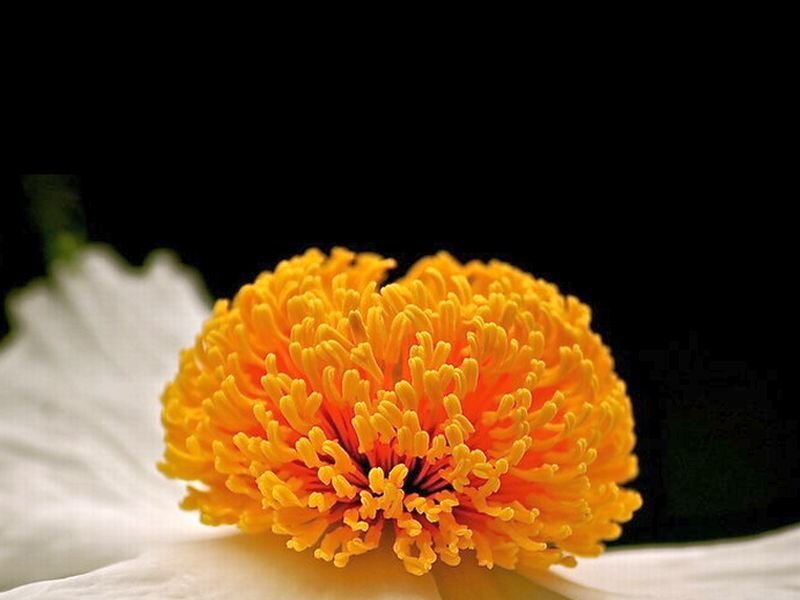 Close-up of Yellow Flower — Dramatic, Photograph