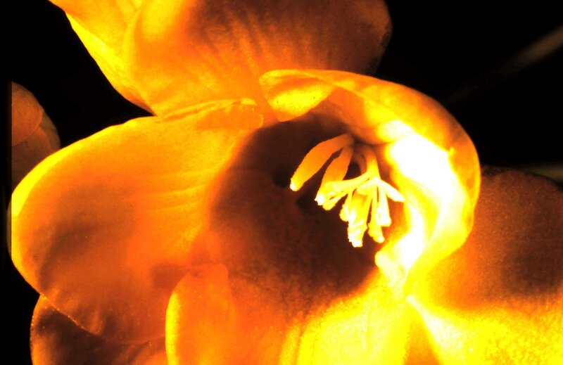 Close-up of Yellow Flower — Dramatic