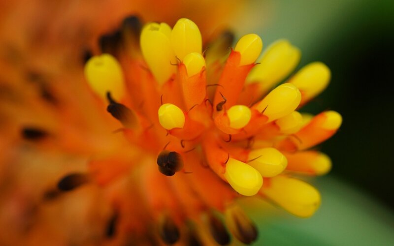 Close-up of Yellow Flower — Natural, Photograph