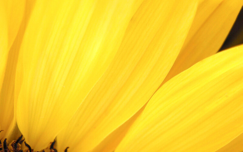Close-up of yellow flower petals