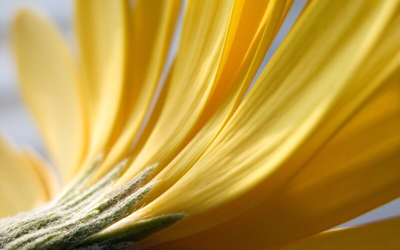 close-up of yellow flower petals