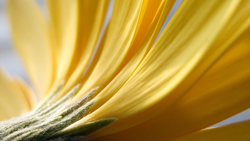 close-up of yellow flower petals
