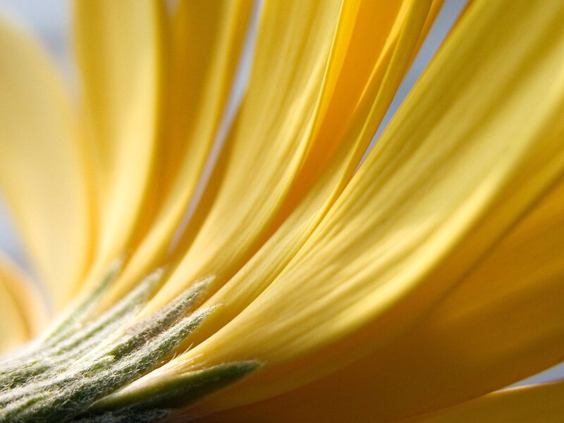 close-up of yellow flower petals