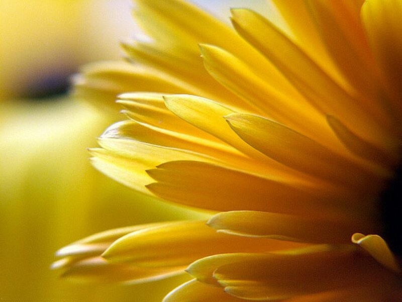 Close-up of yellow flower petals