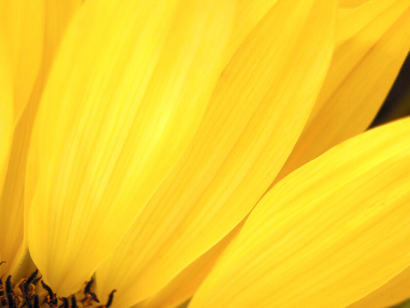 close-up of yellow flower petals