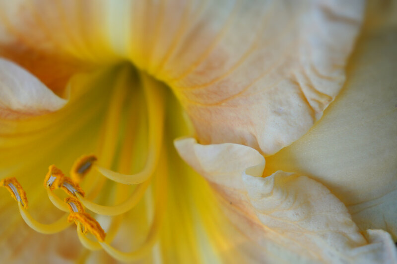 Close-up of Yellow Flower — Serene, Photograph