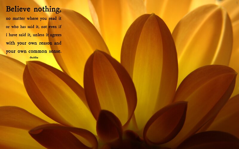Close-up of Yellow Flower — Serene