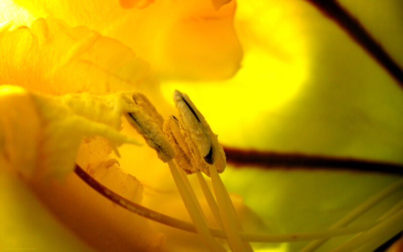 Close-up of yellow flower stamen