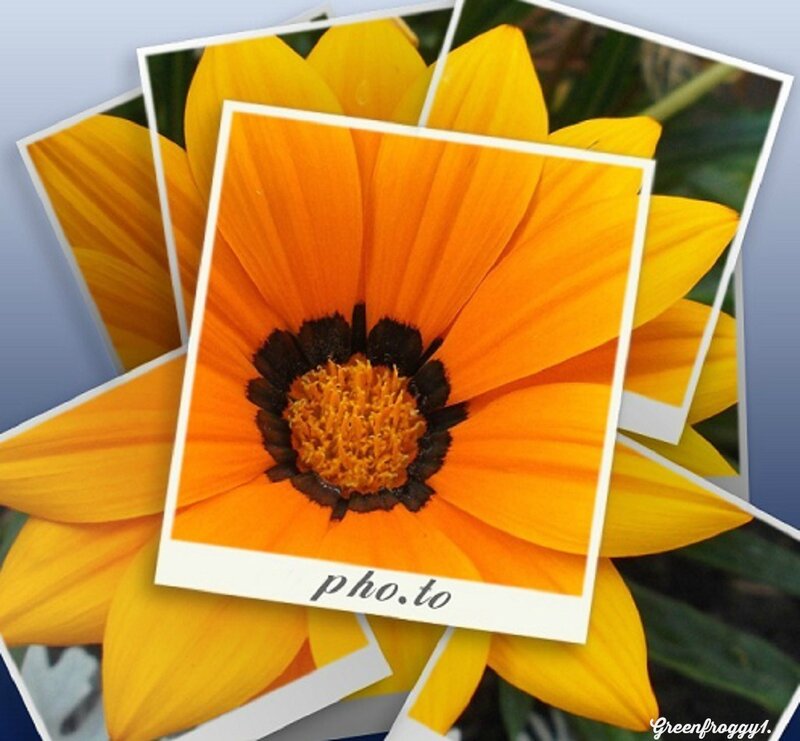 Close-up of Yellow Flower — Vibrant, Photograph, Photos
