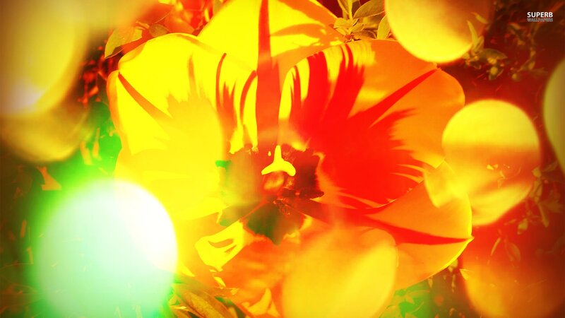 Close-up of Yellow Flower — Vibrant, Sunset