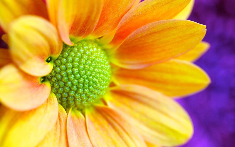 Close-up of Yellow Flower — Vibrant