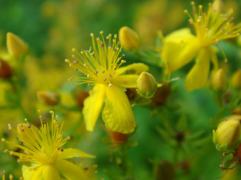 Close-up of yellow flowers