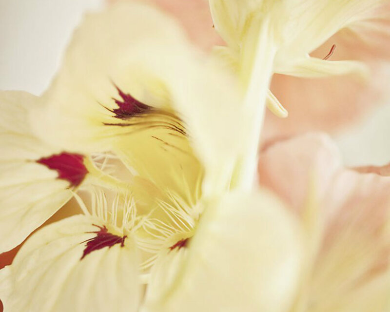 Close-up of Yellow Flowers — Soft