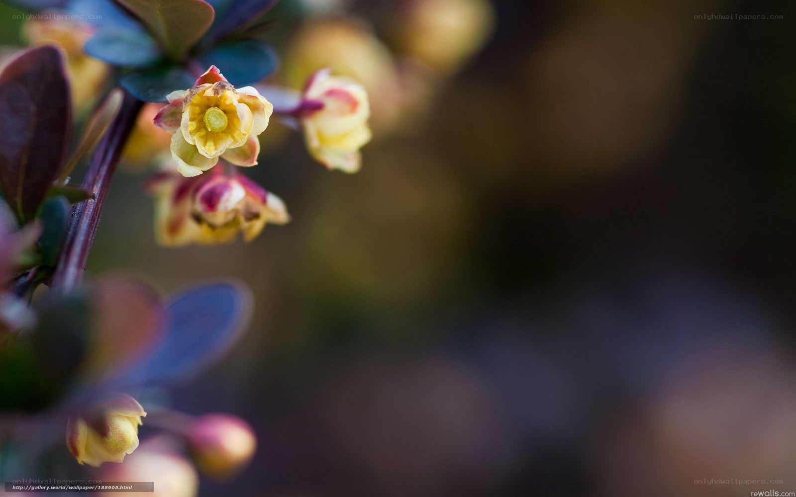 Close-up of yellow flowers