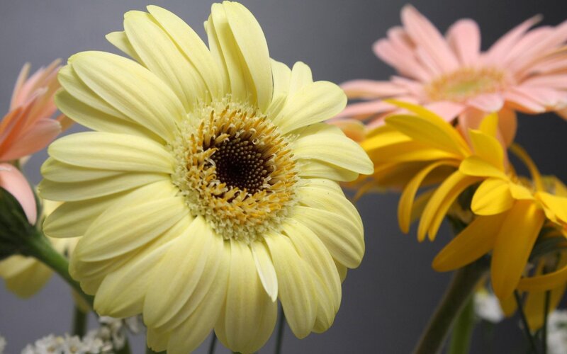 Close-up of yellow gerbera daisy