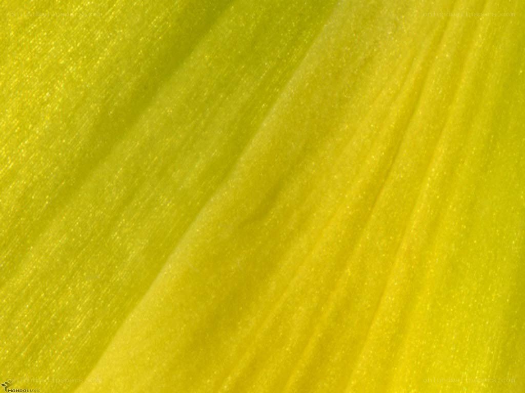 close-up of yellow leaf texture