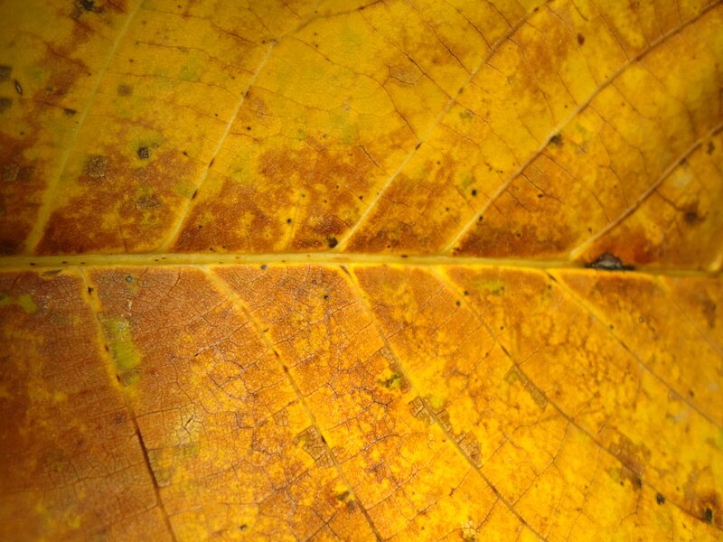 Close-up of Yellow Leaf