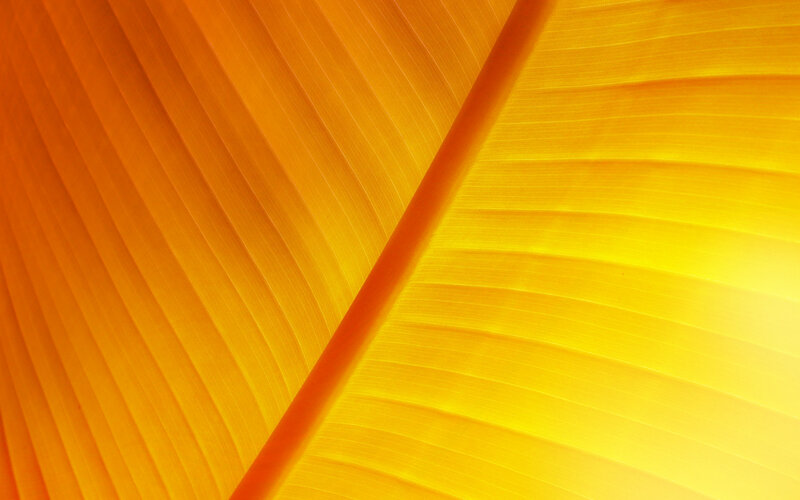 Close-up of yellow leaf veins