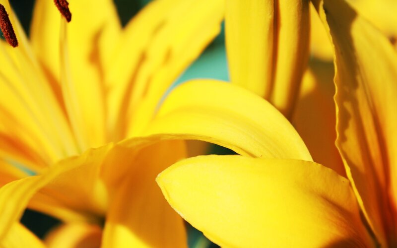 Close-up of yellow lilies