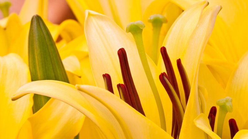 Close-up of yellow lilies