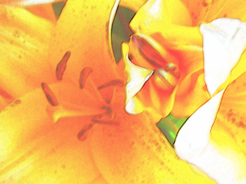 Close-up of yellow lilies