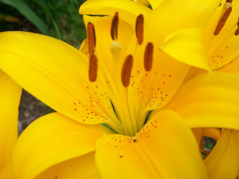 close-up of yellow lily flower